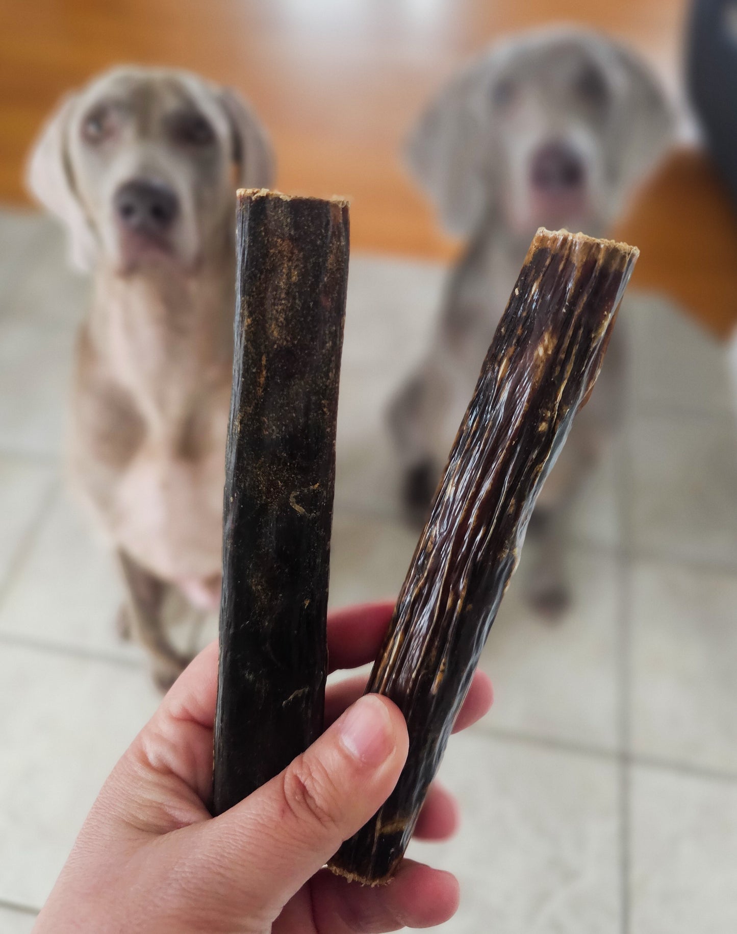 Oesophage garni de boeuf séché 6 ou 12"