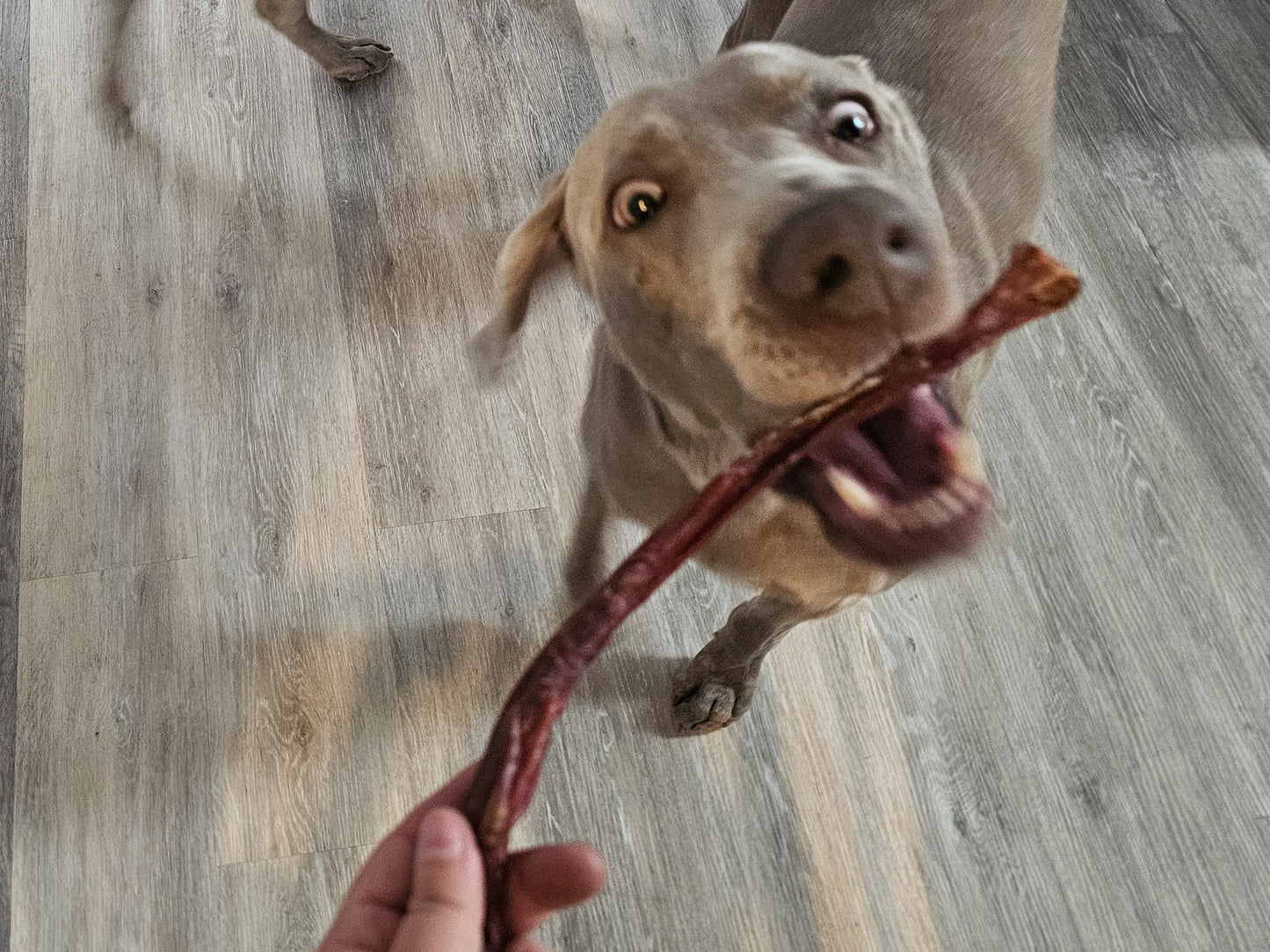 Bâton de vessie de boeuf fumé