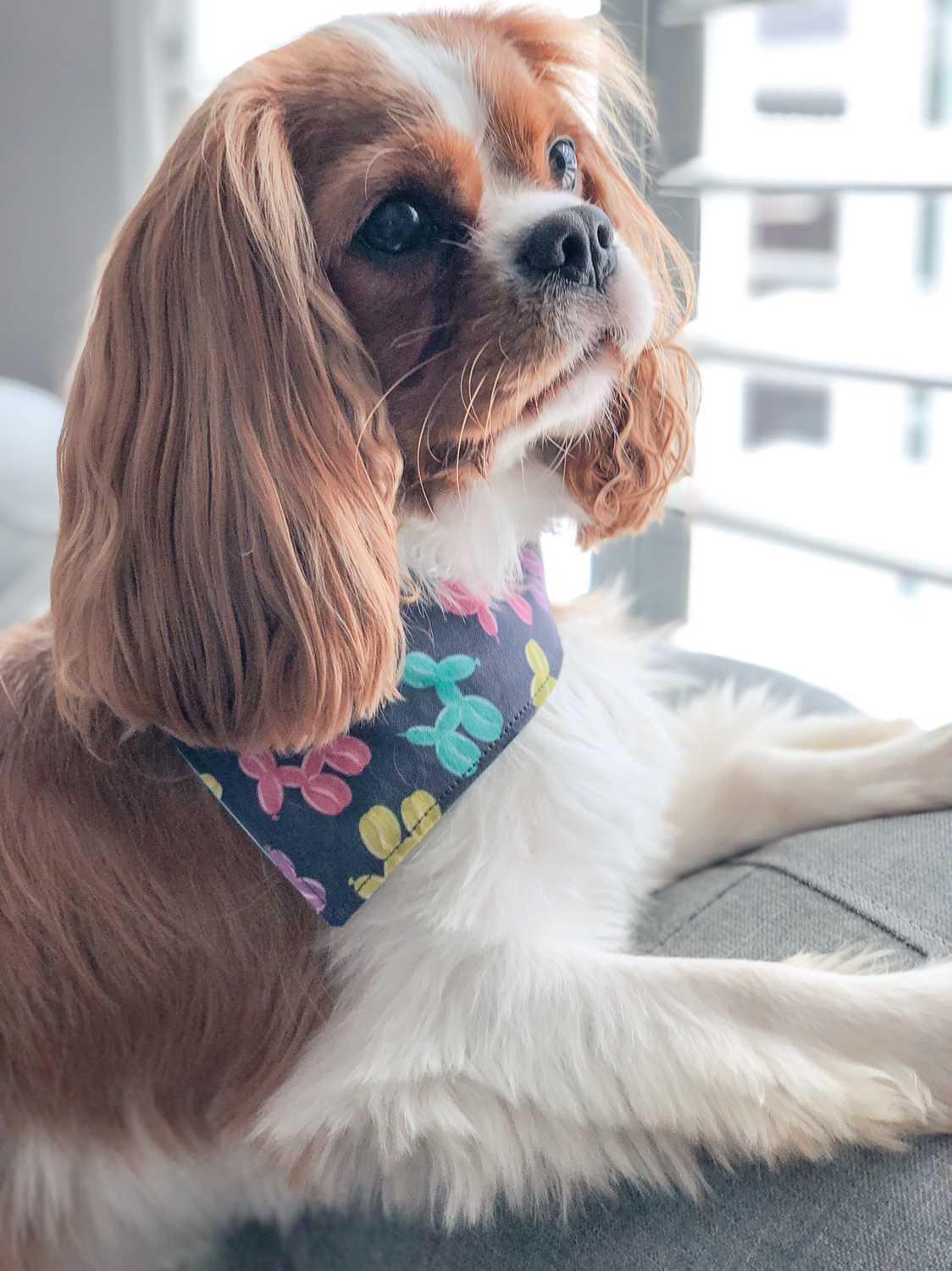 Birthday - BARKDAY bleu - M, L, XL