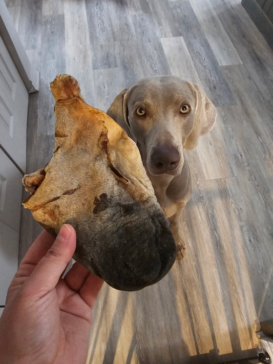 Testicule de boeuf