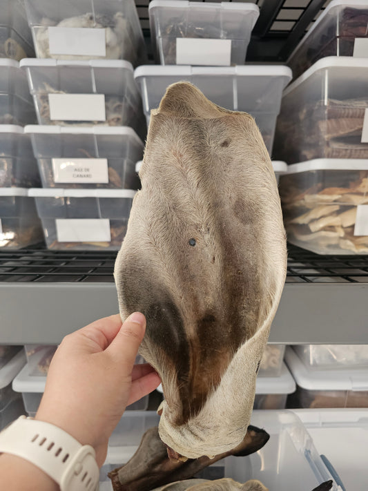 Oreille vache poilu GÉANTE