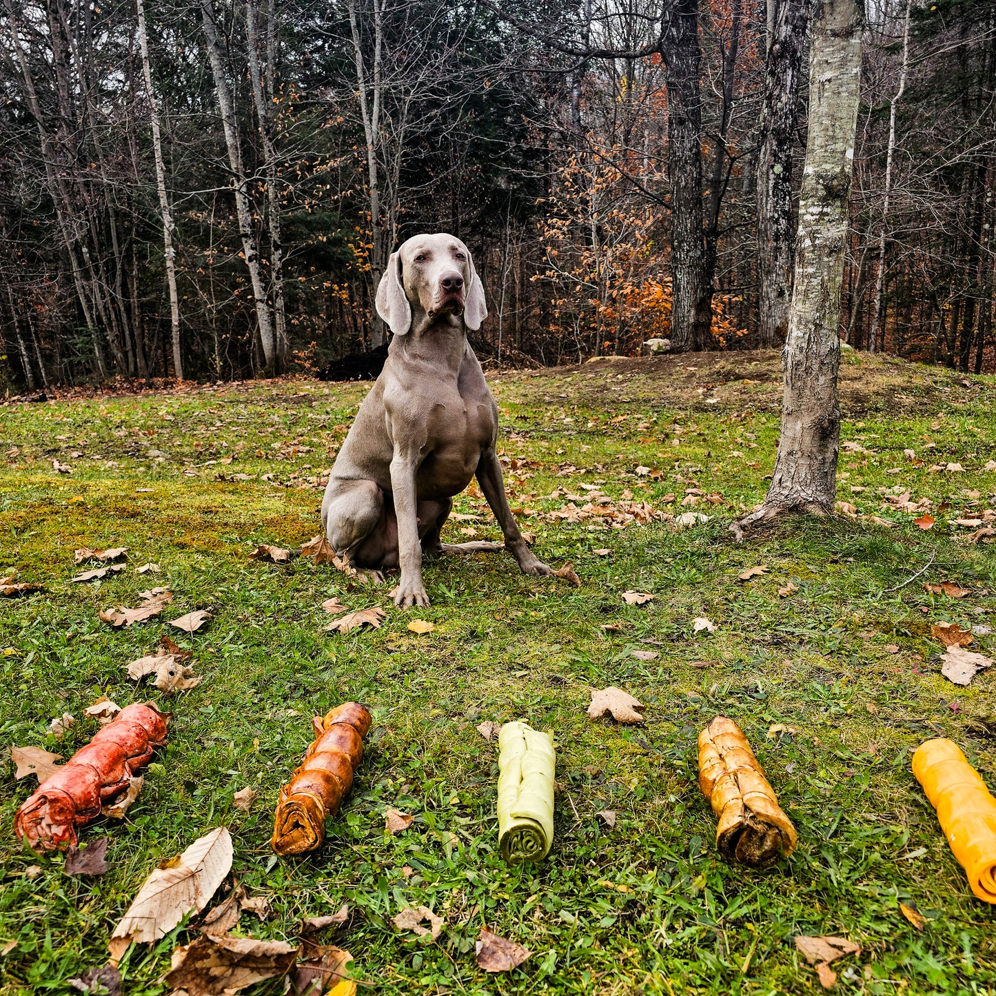 Cheekrolls boeuf 6 ou 12"