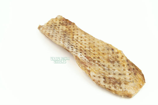 Lanière vessie de boeuf 10"
