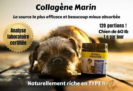 Collagène marin sauvage avec type II