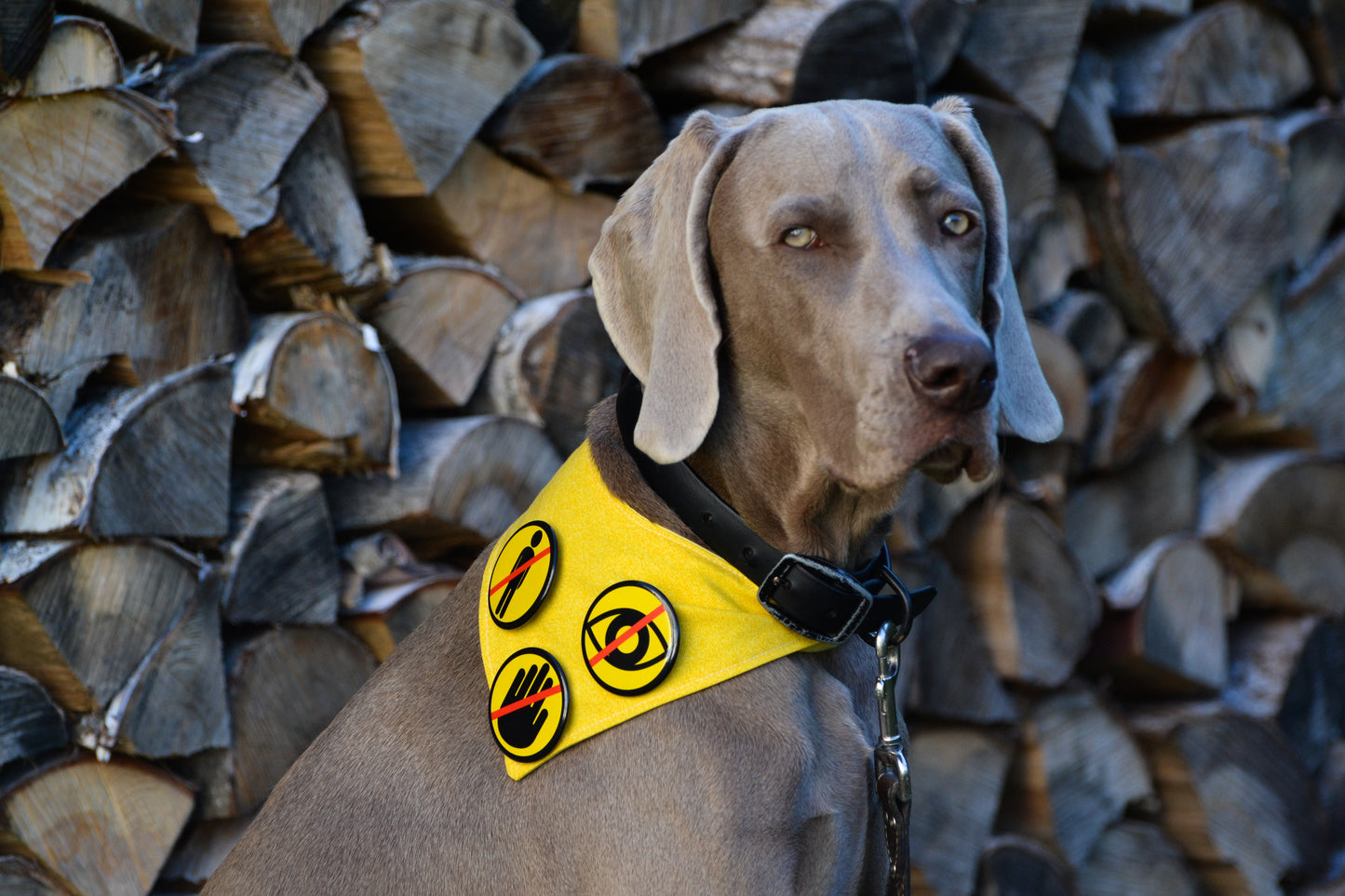 Macaron - NE PAS TOUCHER