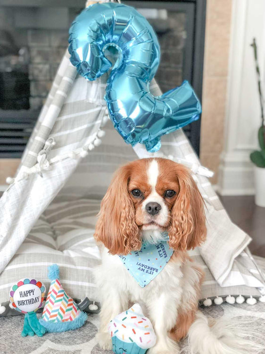 Birthday - BARKDAY bleu - M, L, XL