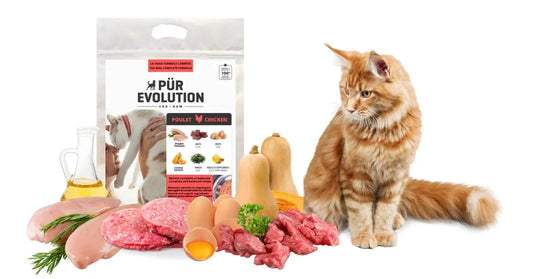 Poulet - Félin/Chaton - plusieurs formats